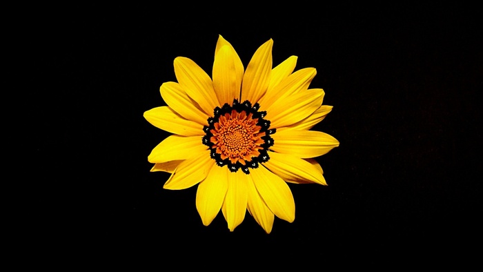 母亲节，花，黄色，自然，春天，花的