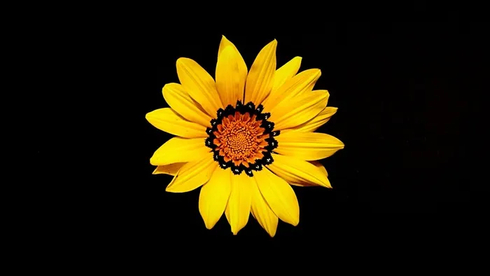 母亲节，花，黄色，自然，春天，花的