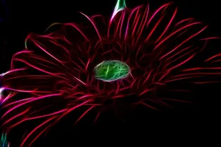 分形，数字，红色，花，自然，计算机图形学