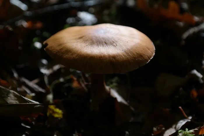 蘑菇，森林，锋利的Gebuckelter头
