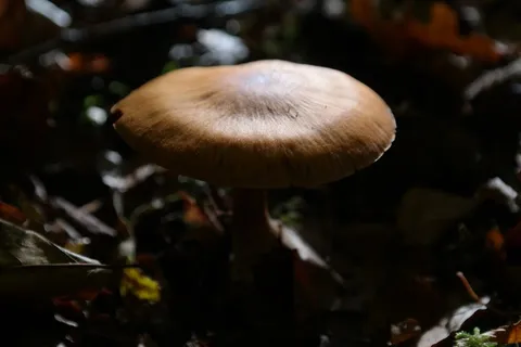 蘑菇,森林,锋利的Gebuckelter头 蘑菇,森林,锋利的Gebuckelter头