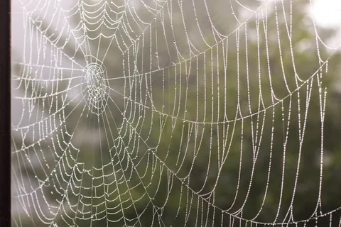 蜘蛛,网络,蜘蛛网,露水,秋季,雾 蜘蛛,网络,蜘蛛网,露水,秋季,雾