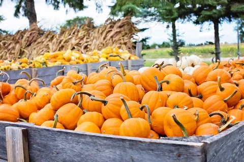 南瓜，秋季，秋天，橙色，装饰