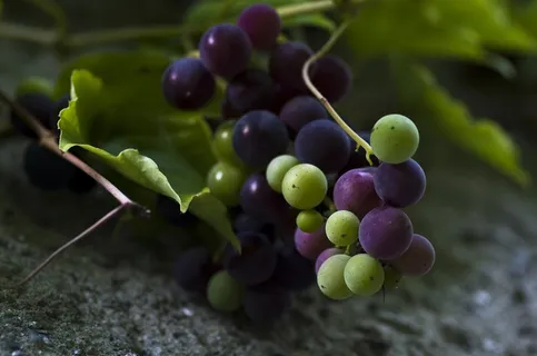 葡萄，绿色，蓝色，水果，水果，成熟的葡萄