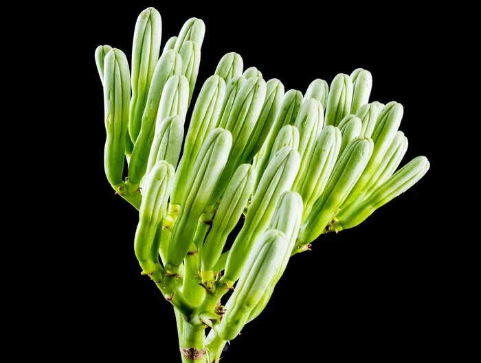 龙舌兰花，花序，开花，关闭