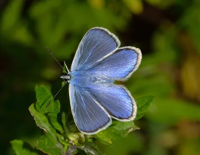 蝴蝶,Polyommatus,伊卡洛斯 蝴蝶,Polyommatus,伊卡洛斯