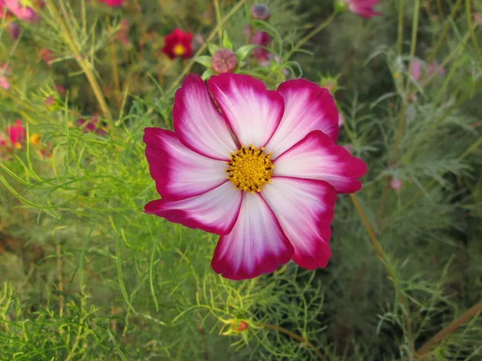 菊花，粉红色，红色，植物，花，鲜花