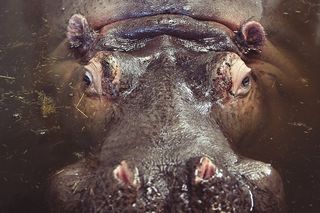 河马，河马，动物，野生动物，野生动物园，非洲