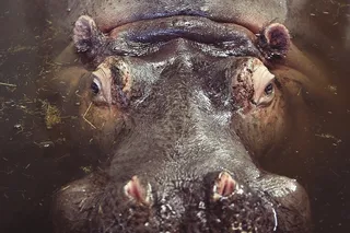 河马，河马，动物，野生动物，野生动物园，非洲