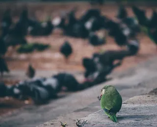 鸟类,乌龟,虫子,青蛙,鸟类,鸟