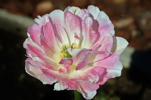 花，自然，自然，夏天，植物，花的，绿色