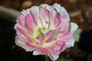 花，自然，自然，夏天，植物，花的，绿色