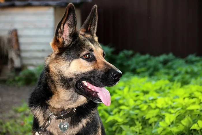 牧羊犬，德国牧羊犬，肖像，宠物，动物，宠物