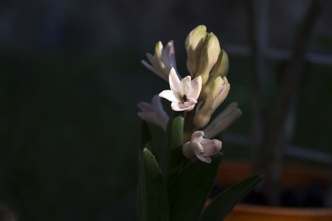 花，自然，春天，自然，植物，绿色，花园