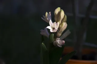 花，自然，春天，自然，植物，绿色，花园