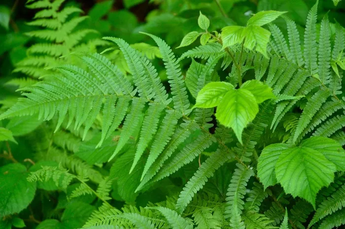 蕨类，植物，绿色，叶子