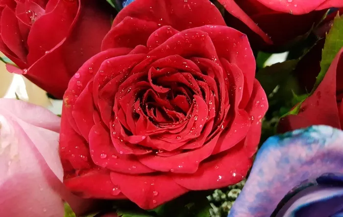 红玫瑰，玫瑰，爱情，花，红色，浪漫，花的