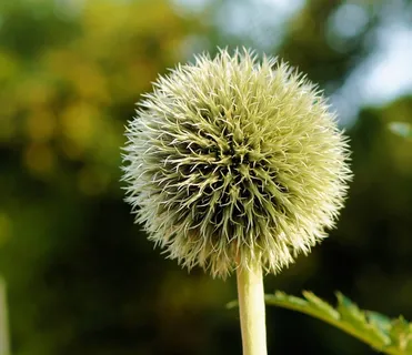蓟,环球蓟,花序,花园,关闭 蓟,环球蓟,花序,花园,关闭
