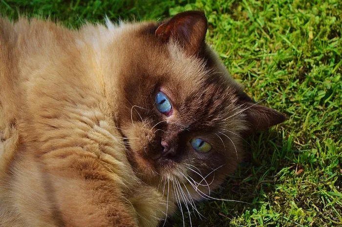 猫，英国短毛猫，戏剧，米氏，纯种，亲爱的
