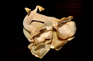 蘑菇，野生，自然