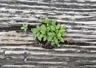 植物，增长，成长，叶子，木，新芽，春天
