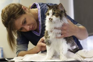 修饰，猫，宠物，可爱，毛皮，家养，宠物修饰