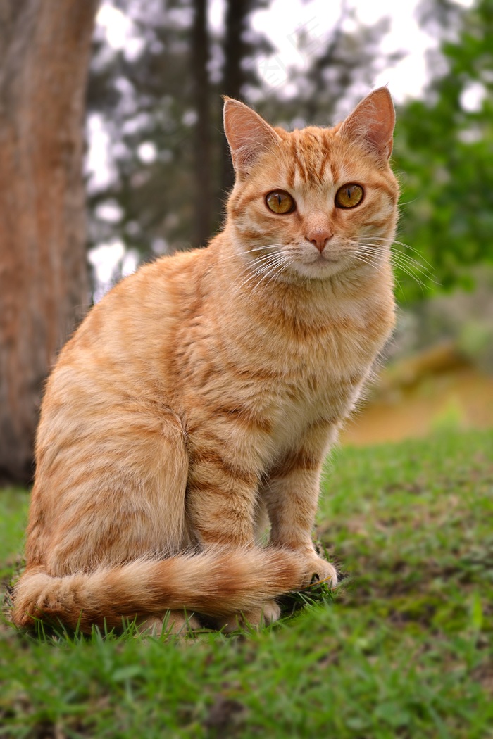 猫，猫的，动物，黄色，橙色，自然，晶须