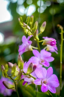 兰花,花,花的,热带花卉,紫色的小花 兰花,花,花的,热带花卉,紫色的小花