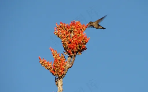 蜂鸟，鸟，花，蜡烛，飞行，翼