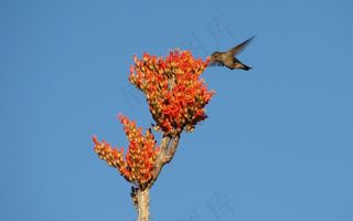 蜂鸟，鸟，花，蜡烛，飞行，翼