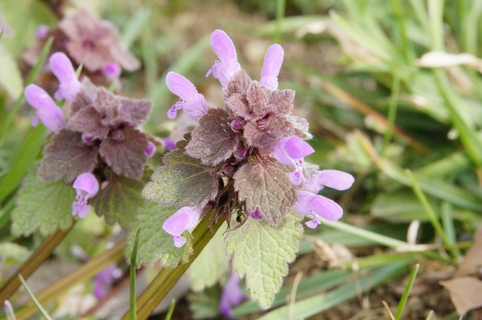 荨麻，荨麻，家庭，性质，鲜花，植物