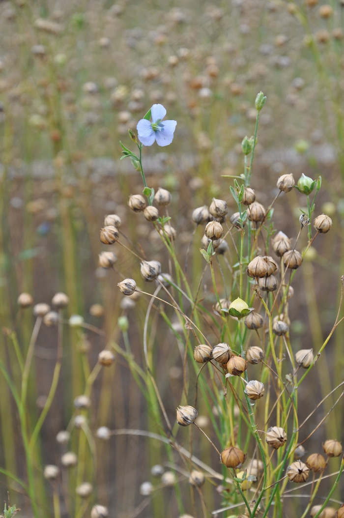 Len，花卉，植物，夏天，宏，蓝色，性质，植物