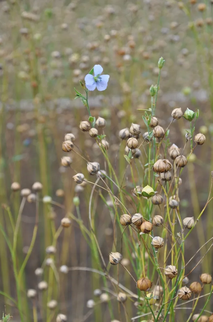 Len，花卉，植物，夏天，宏，蓝色，性质，植物