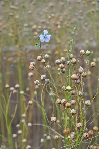 Len，花卉，植物，夏天，宏，蓝色，性质，植物