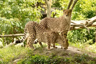 非洲，肯尼亚，野生动物园，自然，假期，国家公园