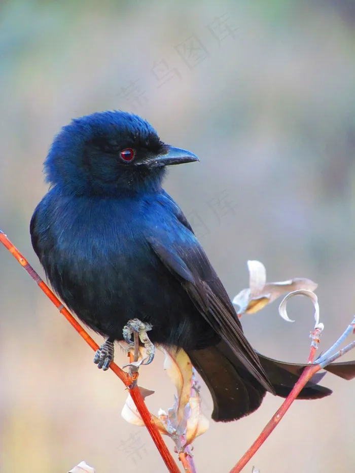 鸟飞，看看，鲈鱼，野生动物，拓荒，羽毛，鸟嘴