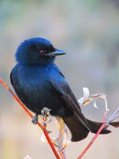 鸟飞，看看，鲈鱼，野生动物，拓荒，羽毛，鸟嘴