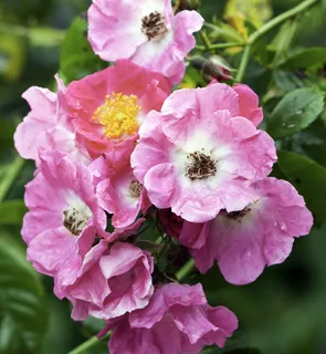 鲜花,绽放,粉红色,狗玫瑰,花瓣,漂亮,自然 鲜花,绽放,粉红色,狗玫瑰,花瓣,漂亮,自然