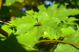 金蝇，飞，昆虫，叶子，树，枫