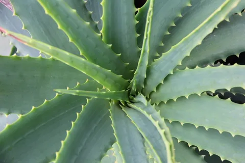 芦荟,肉质植物,仙人掌,植物学,护肤,植物 芦荟,肉质植物,仙人掌,植物学,护肤,植物