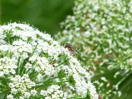 牛肝菌，绿色的眼睛，绿色的复眼，昆虫