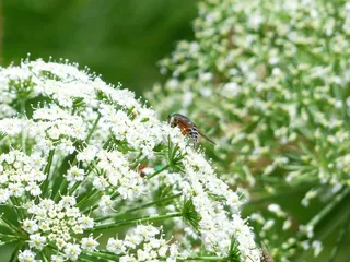 牛肝菌，绿色的眼睛，绿色的复眼，昆虫