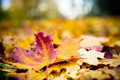 秋景，木材，叶子，红色，黄色，四季，花园