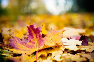 秋景，木材，叶子，红色，黄色，四季，花园