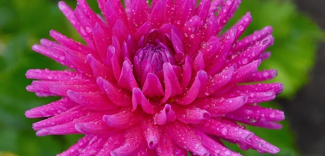 花，粉红色，夏天，植物，花的，绿色，盛开，叶