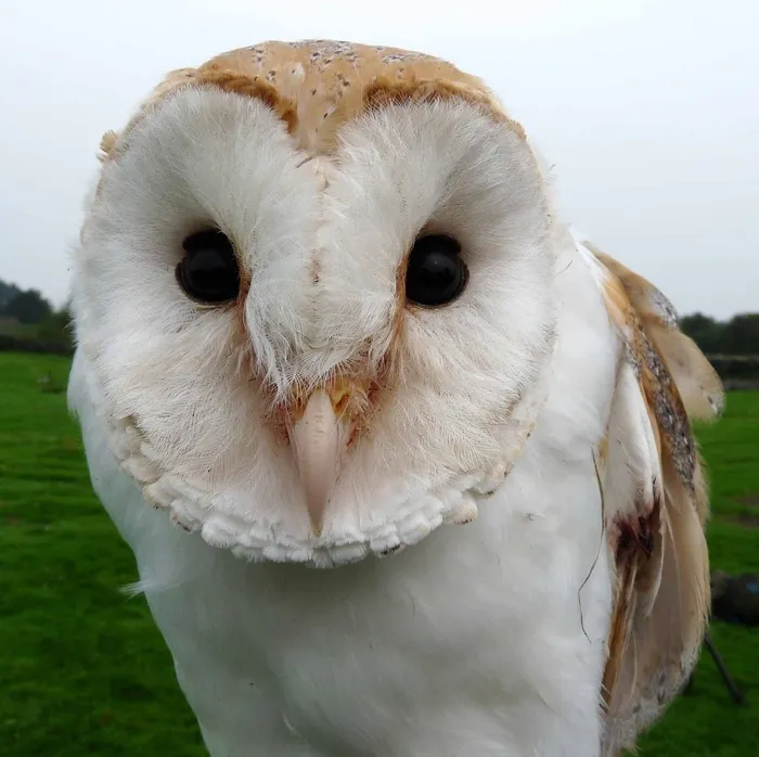 猫头鹰，自然，野生动物，动物，捕食者，自然
