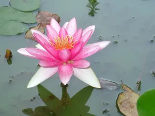 百合，粉红色，开花，水，花，睡莲，水生