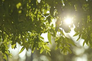 大自然，叶子，植物，绿色，树枝，植被