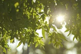 大自然，叶子，植物，绿色，树枝，植被