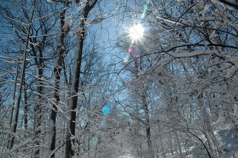 雪，太阳，冷，冻结，户外，森林，树木，冬季